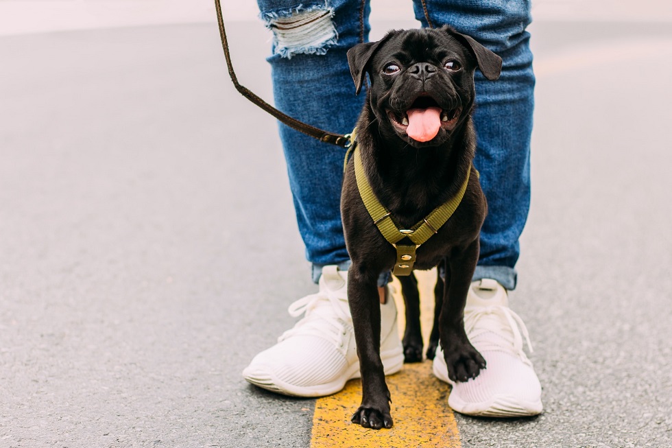 dog on a walk