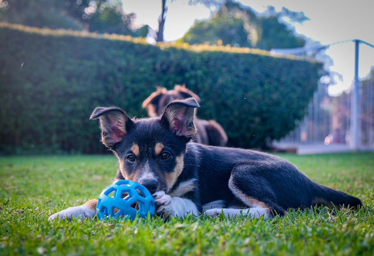 dog in the backyard