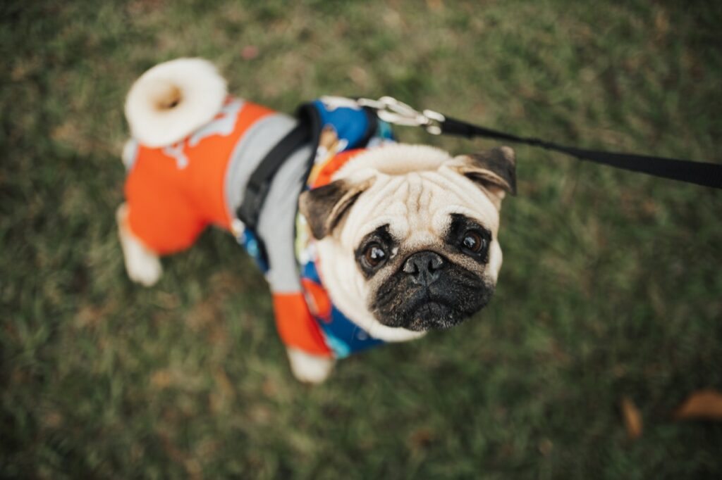 dog on a walk