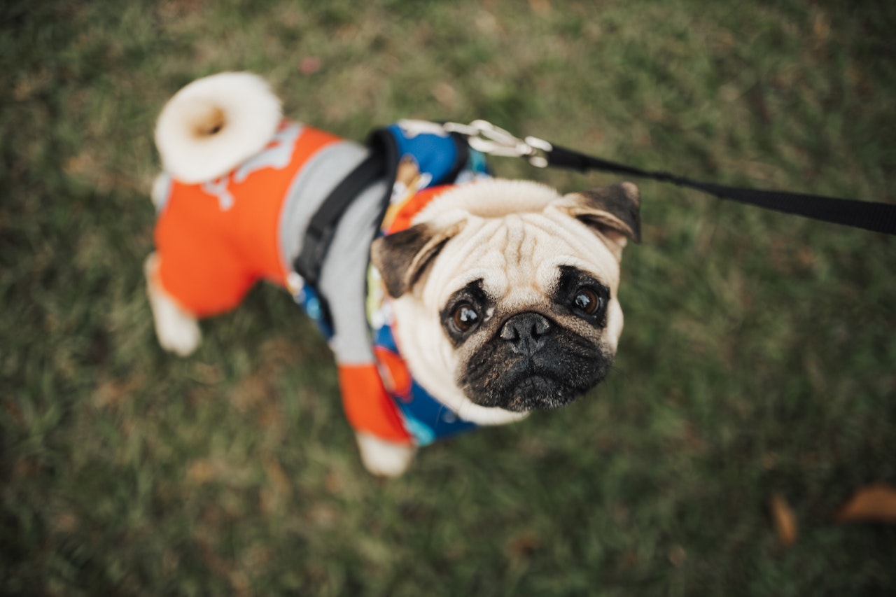 dog on a walk